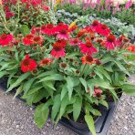 Echinacea purpurová (Echinacea purpurea) ´LAKOTA RED´ - C2L
